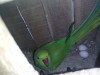 Ring neck parrot breeding pair